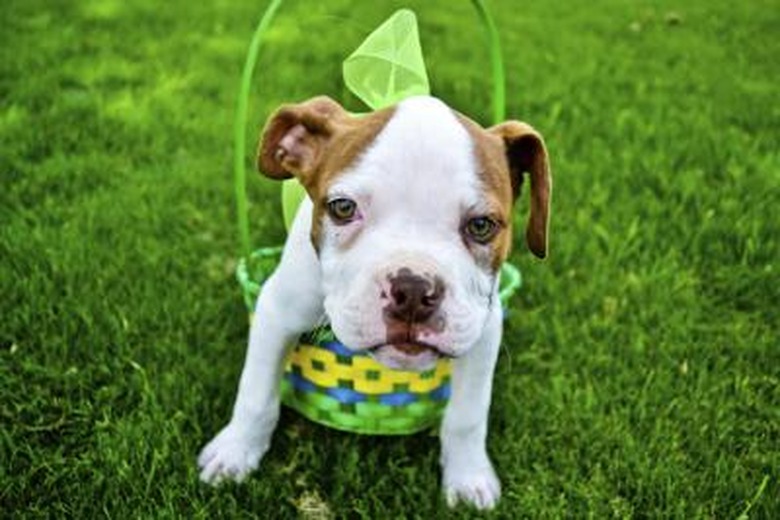 Pit bull puppy in an Easter basket: