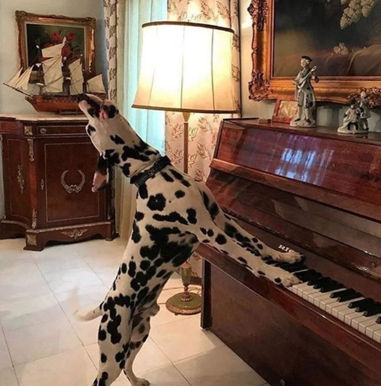 Dalmation dog in an ornately-decorated room. The dog is standing with its front paws pressed on the keys of an upright piano. The dog has its head thrown back and mouth open in a howl, as though it is singing along to a song it's playing.