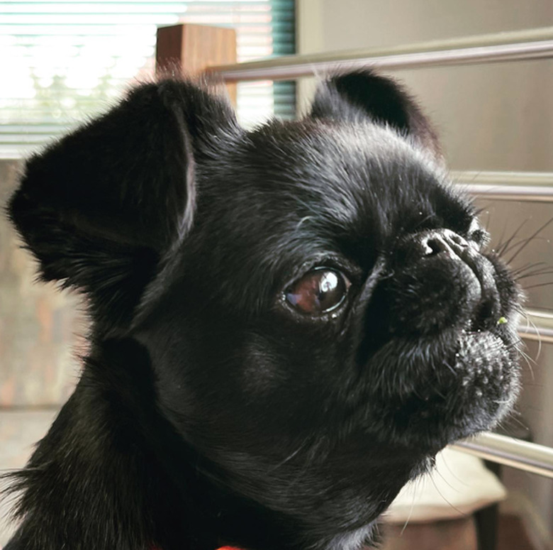 Close-up of a small dog with a short snout and cartoonishly small (but floppy) ears. The dog is staring at something off-camera and has its mouth open just a little bit in a howl.