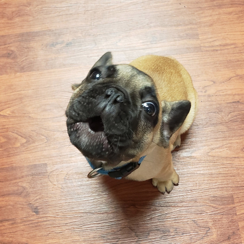 French bulldog puppy sitting on a wood floor. The puppy is looking up at the camera and howling, with its mouth open in a perfect 