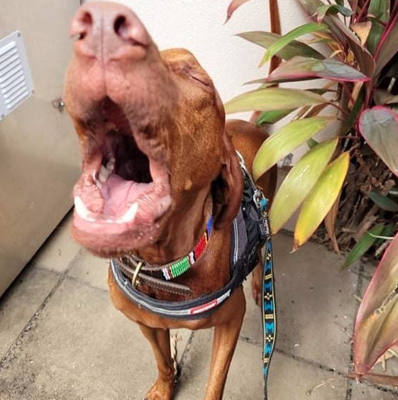 A Viszla dog standing on a linoleum floor next to a large house plant. The dog is wearing a collar and harness with a leash attached to it. The dog has its eyes closed and its mouth wide open in a howl.