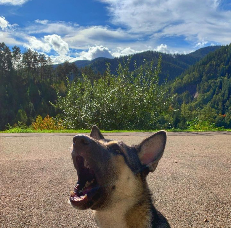 A German shepherd dog's head and neck, mouth wide open in a howl in the foreground, with a beautiful mountain landscape behind it.