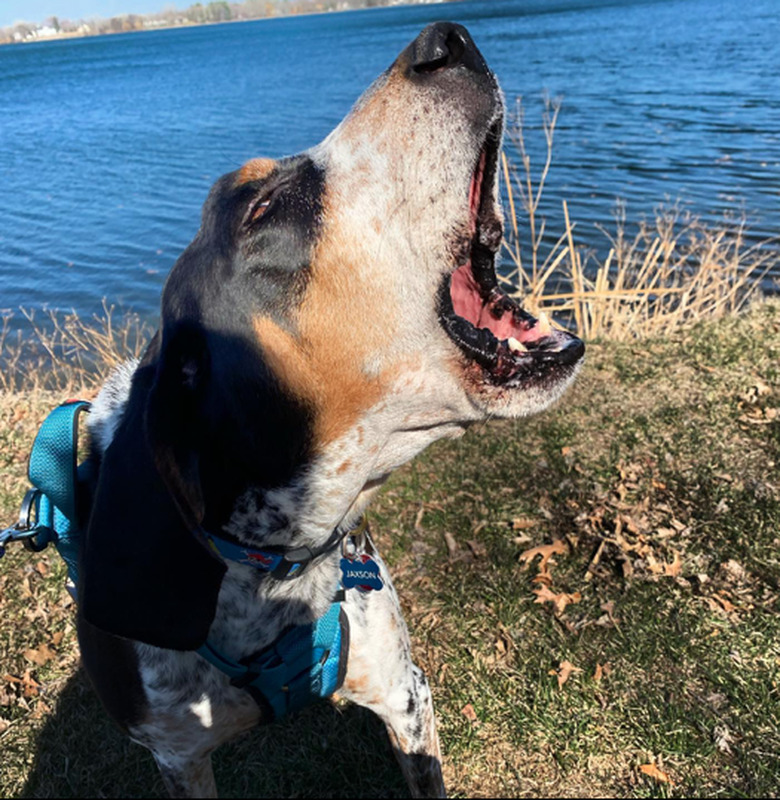 Close-up of a coonhound dog in front of a lake. The dog's mouth is open impressively wide in a deep howl called a 