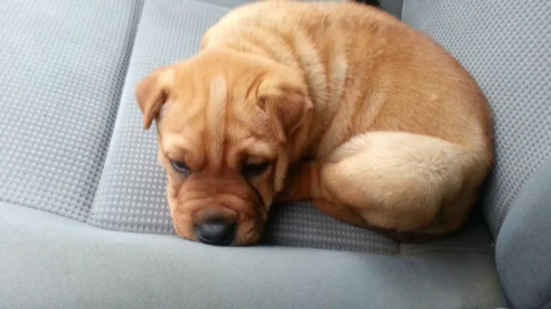 Fashion shar pei pit puppy