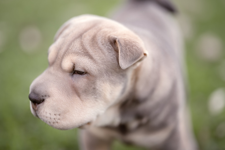 Shar-pei portrait outside