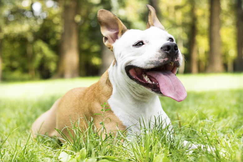 American Staffordshire terrier in the park