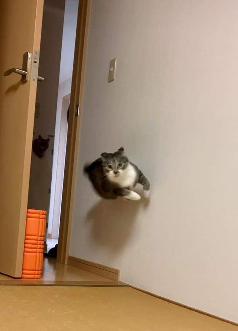 Cat running along wall.