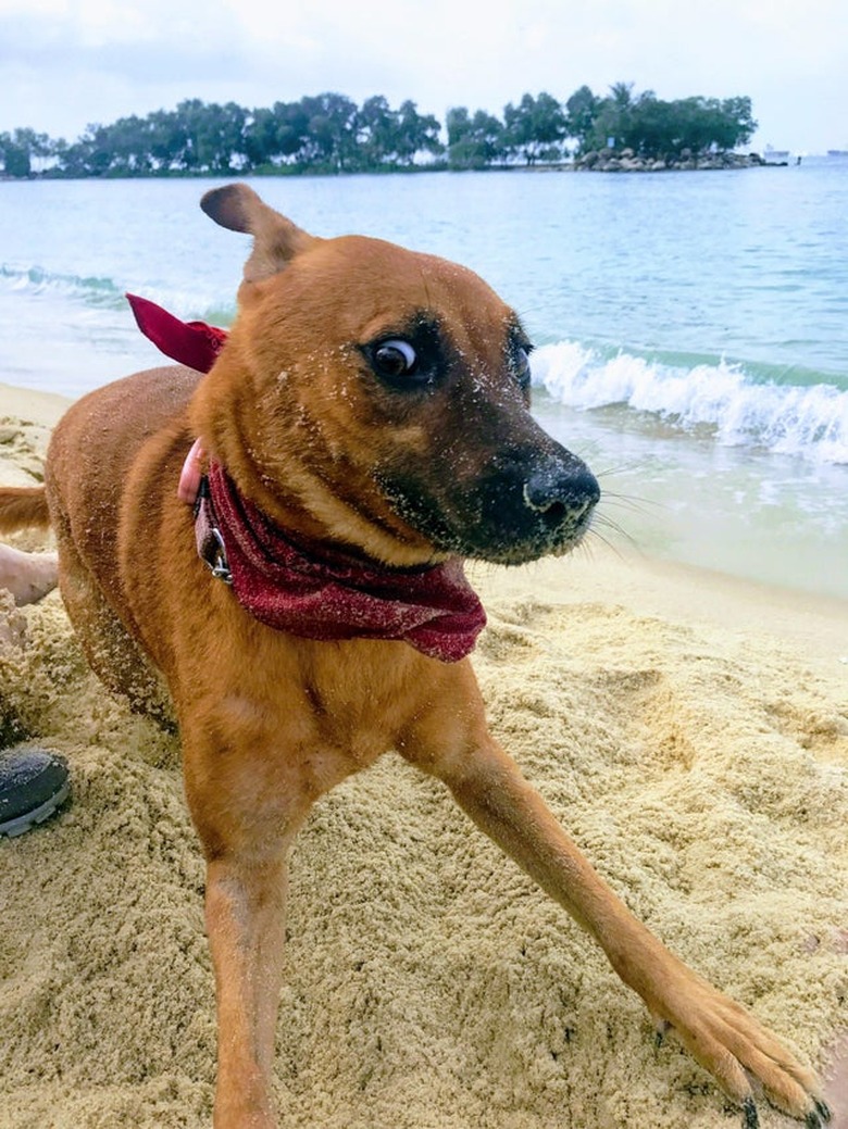 Dog about to run on sandy beach.