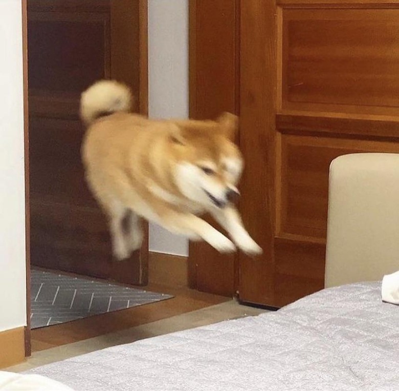 Shiba Inu running into bedroom.