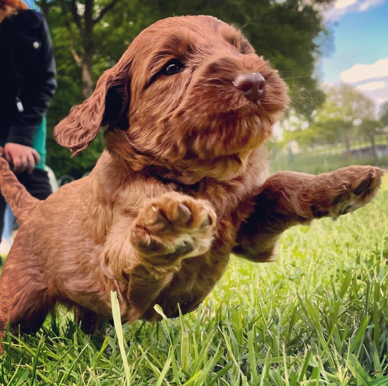 Puppy running in grass.