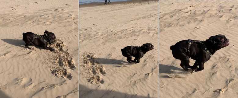 French Bulldog running on beach in three photos.