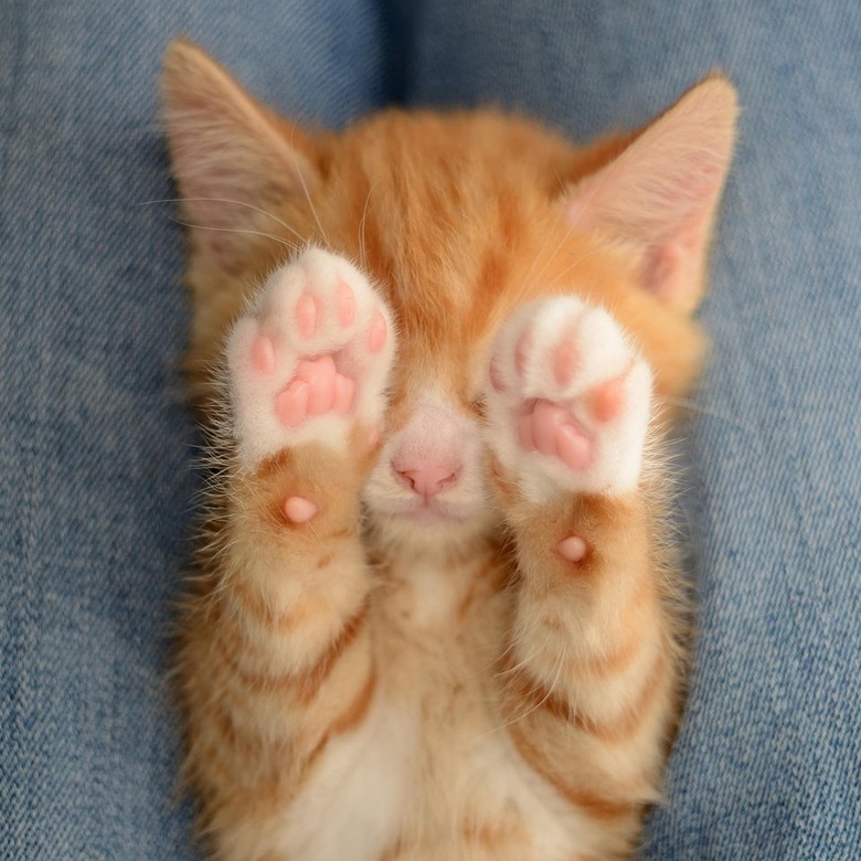 Kitten holding its paws over its eyes