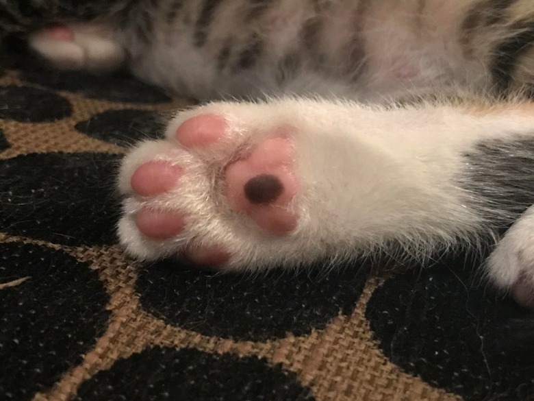 Cat's paw with a black spot on one toe pad