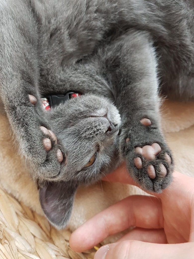 Gray kitten with pink toe pads