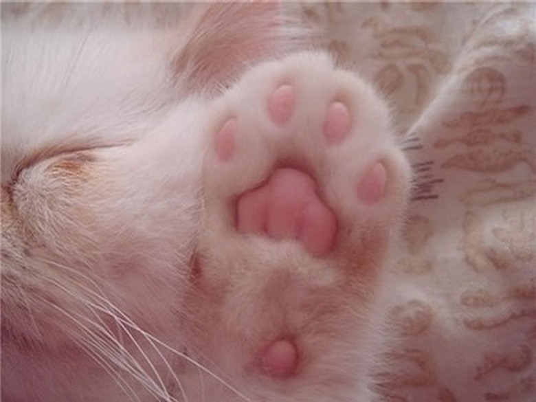 Underside of kitten's paw