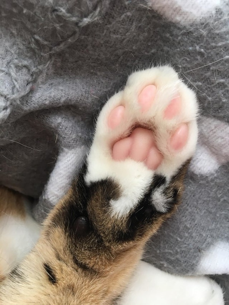 Underside of cat's paw