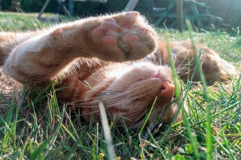 Cat laying on its back outside in the sunshine