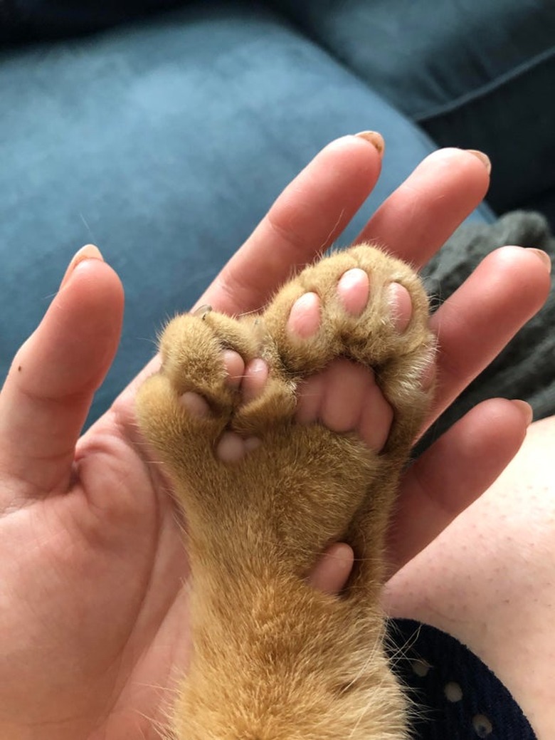 Underside of polydactyl cat's paw