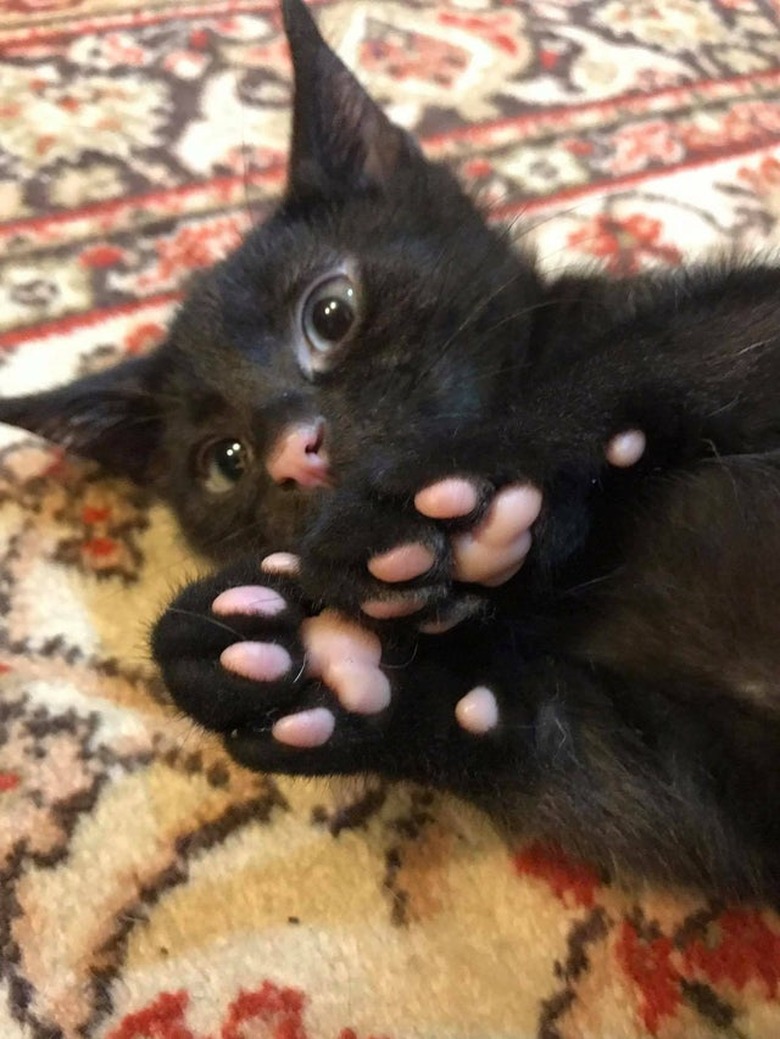 Black kitten with pink toe pads