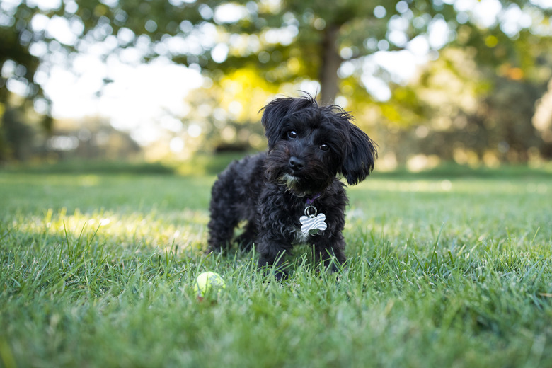 Yorkipoo Dog Standing Outdoors with Tennis Ball