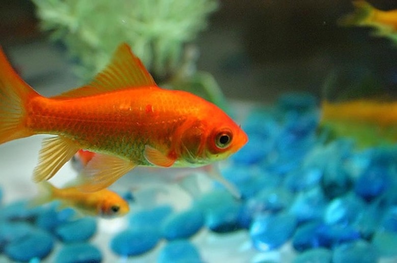 Pregnant Fish Symptoms Cuteness