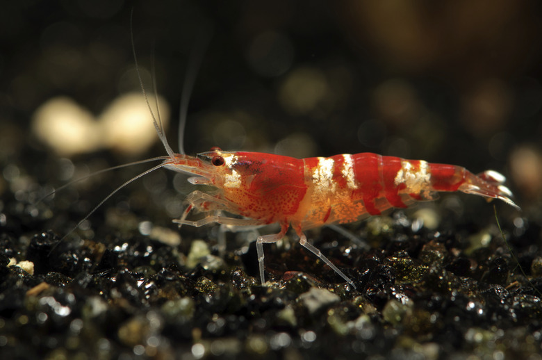 Crystal Red shrimp