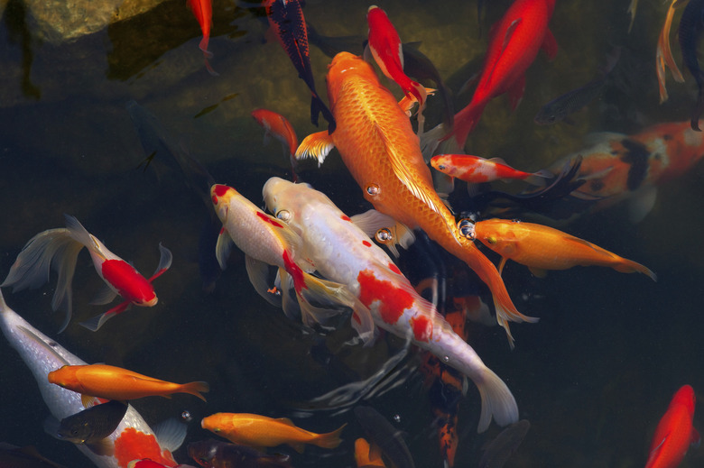 Koi Carps Fish Japanese swimming (Cyprinus carpio) beautiful