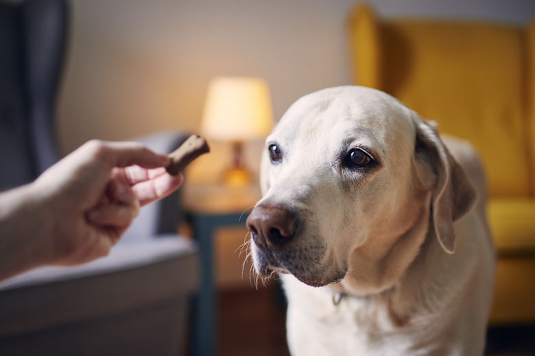 Dog watching treat from his pet owner