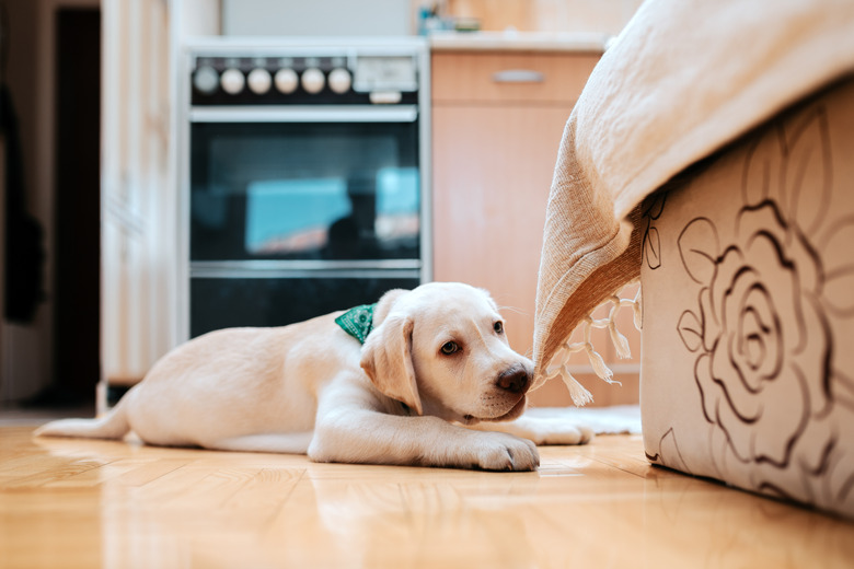 Cute puppy lying on the floor indoors. Chewing part of furniture.