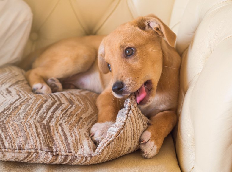 Golden cute puppy playing with pillow on couch