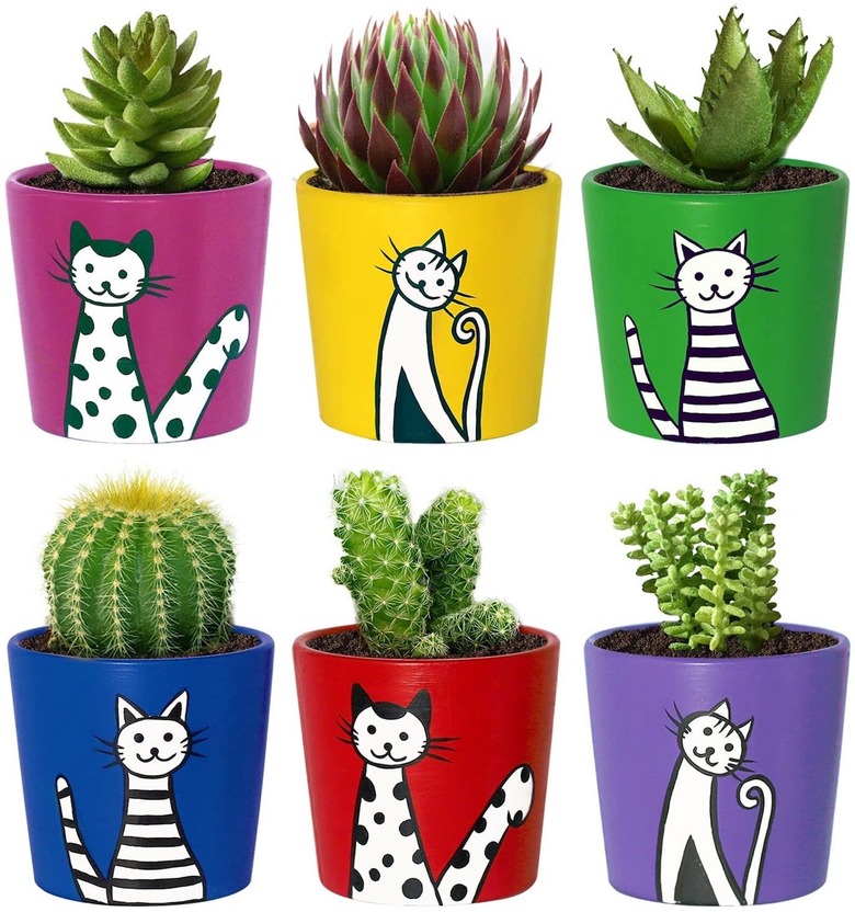 Colorful Cats Succulent Cactus Flower Small Pots