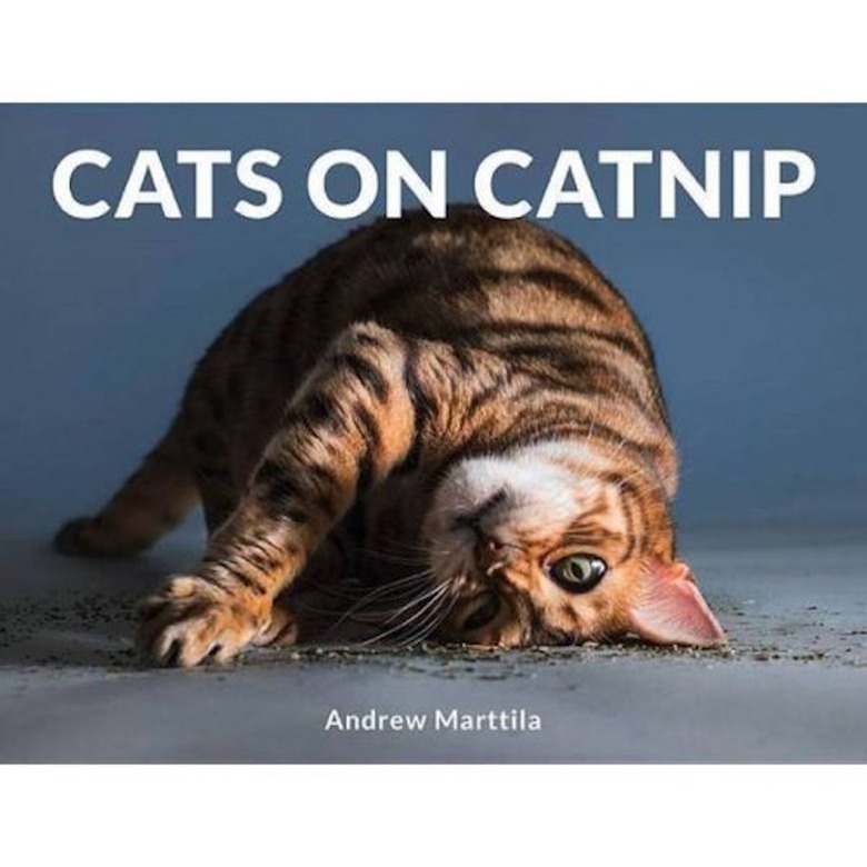 "Cats on Catnip" by Andrew Marttila