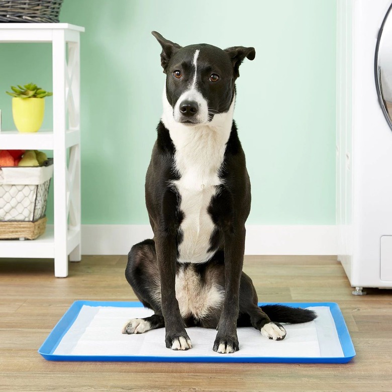 All-Absorb Silicone Training Pad Holder