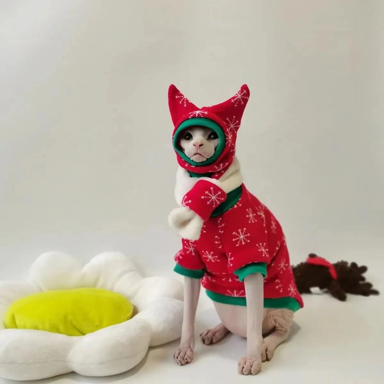 NacoluluStudio Sphynx Cat Winter Outfit