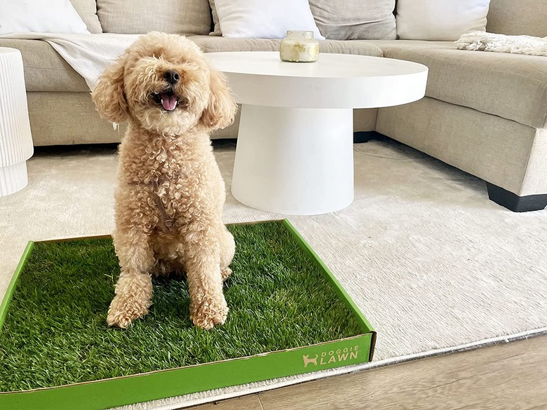 DoggieLawn Natural Grass Puppy Pee Pads