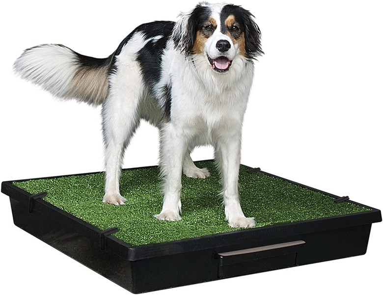 PetSafe Pet Loo Portable Indoor and Outdoor Dog Potty