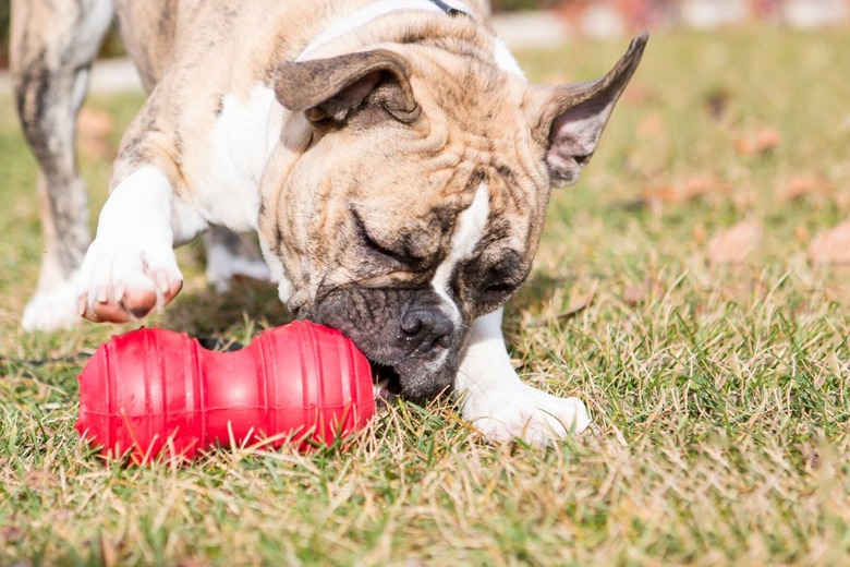 KONG Dental Dog Toy