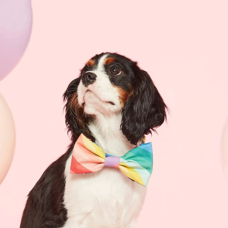 Over the Rainbow Dog Bow Tie