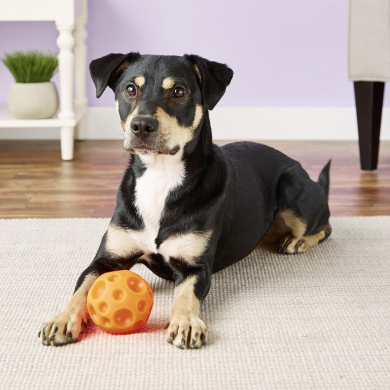 Omega Paw Tricky Treat Ball Dog Toy