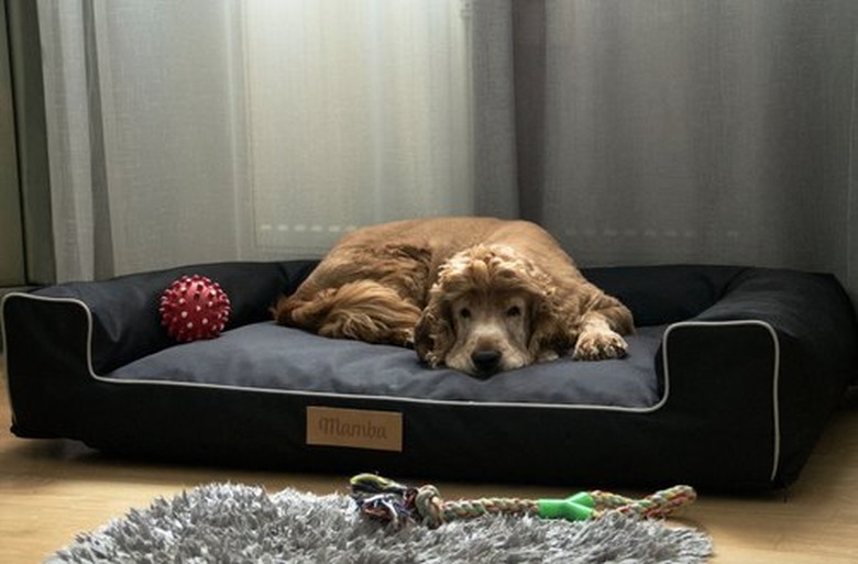 BlomsterStore Personalized Dog Bed