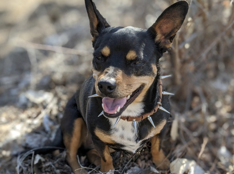 CoyoteVest CoyoteCollar