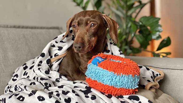 Chuckit! Indoor Roller Dog Toy