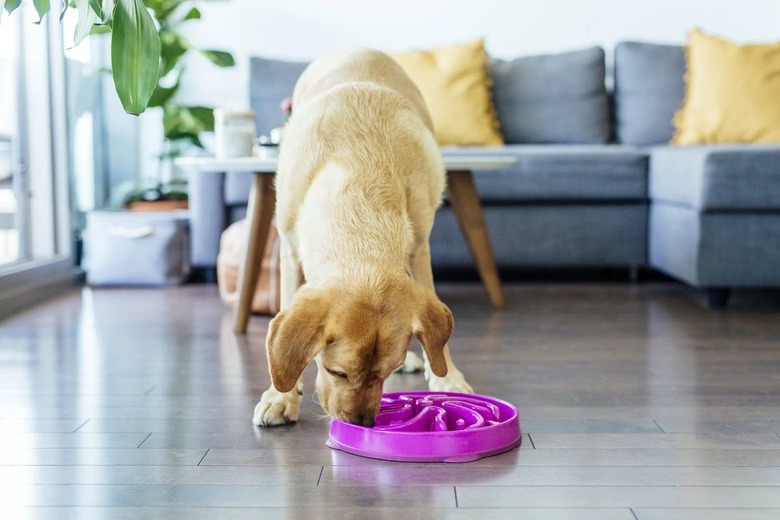 Outward Hound Fun Feeder Interactive Dog Bowl, Purple