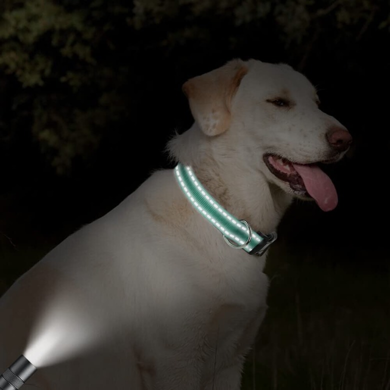 Taglory Reflective Adjustable Dog Collar