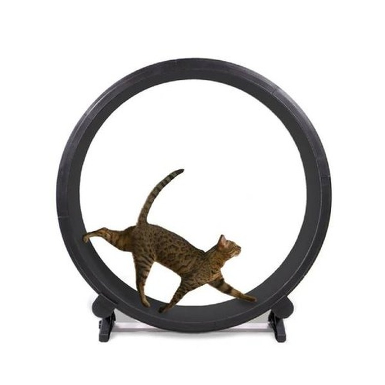 One Fast Cat Cat Exercise Wheel