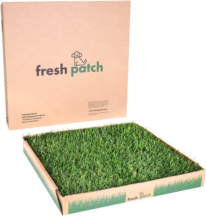 Fresh Patch Disposable Dog Potty with Real Grass