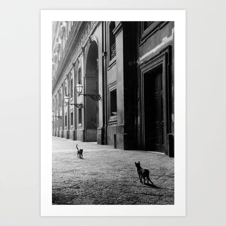 Two French Cats Photography Art Print