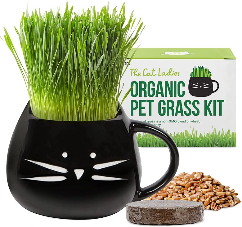 The Cat Ladies Organic Pet Grass Grow Kit With Planter