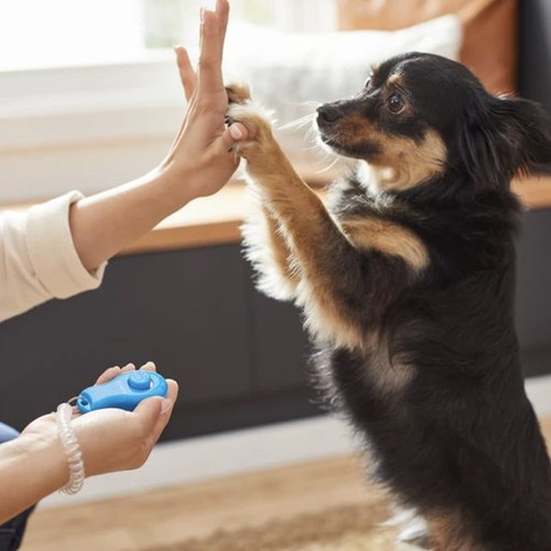 Frisco Pet Training Clicker with Wristband