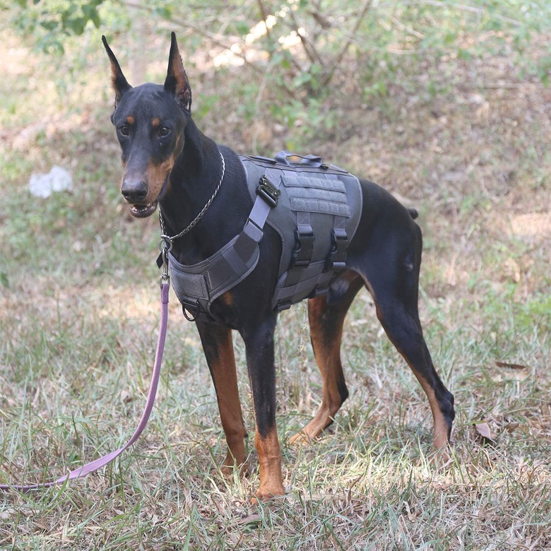 ICEFANG Tactical Dog Operation Harness